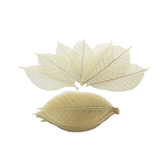 display of natural coloured skeleton leaves